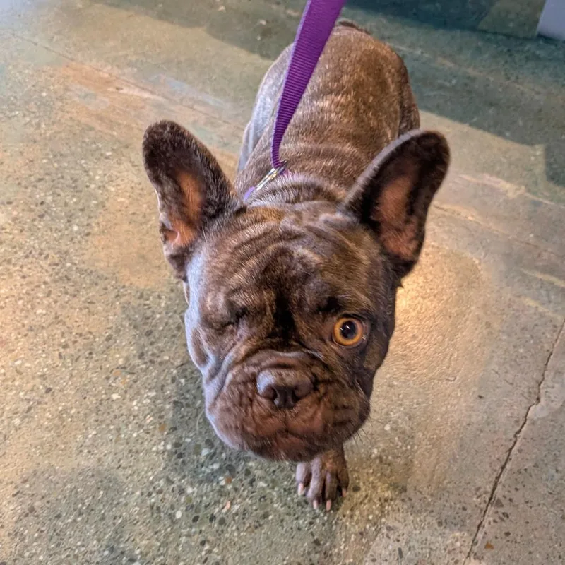A young medium-sized female Black French Bulldog dog named Betty for adoption in Chico, CA