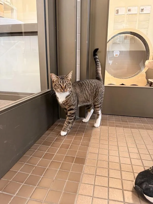 An adult medium-sized male Domestic Short Hair cat named Freddie for adoption in Truckee, CA