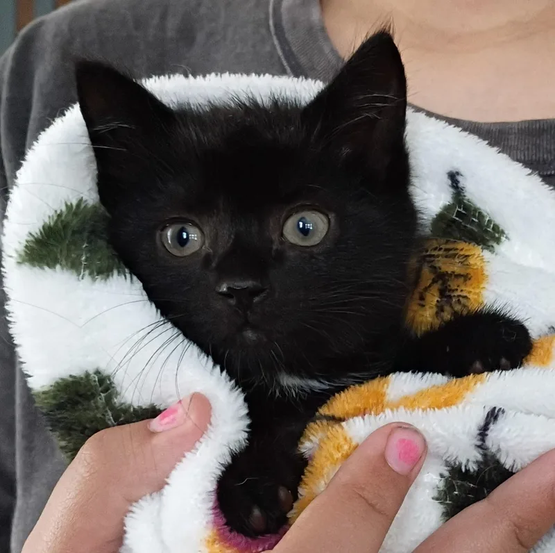 A young medium-sized male Black Domestic Short Hair cat named Turtle for adoption in Germansville, PA