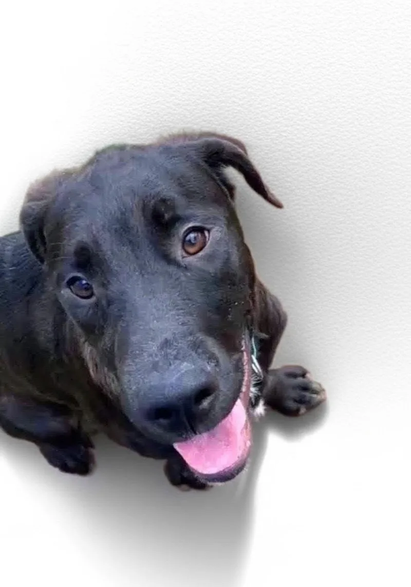 A young medium-sized male Black Labrador Retriever dog named Colton for adoption in Evergreen, CO