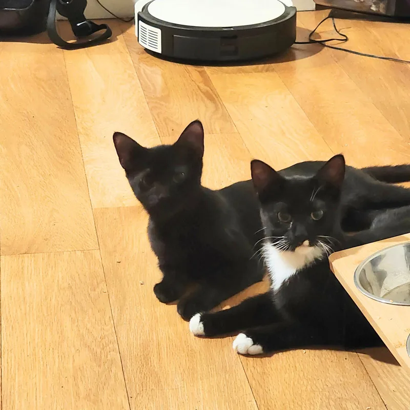 A baby medium-sized female Black & White / Tuxedo Domestic Short Hair cat named Camila Alvarez & Karen for adoption in Brooklyn, NY