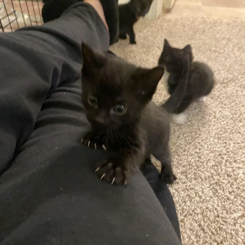 A baby medium-sized male Domestic Short Hair cat named Shrimp for adoption in Penryn, CA