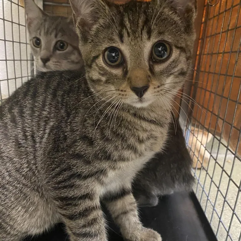 A baby small-sized female Brown / Chocolate Domestic Short Hair cat named 71707 for adoption in Harrisonburg, VA