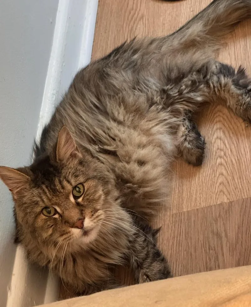 Marvin Milo