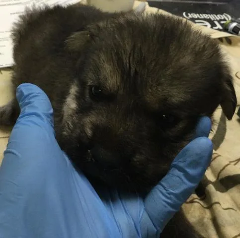 A baby small-sized male Shepherd dog named A for adoption in Riverside, CA