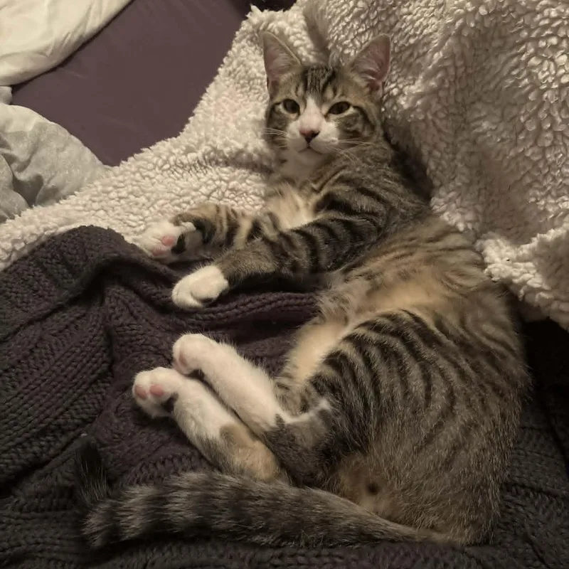 A baby small-sized male Domestic Short Hair cat named Bosa & Care Bear for adoption in Antioch, CA