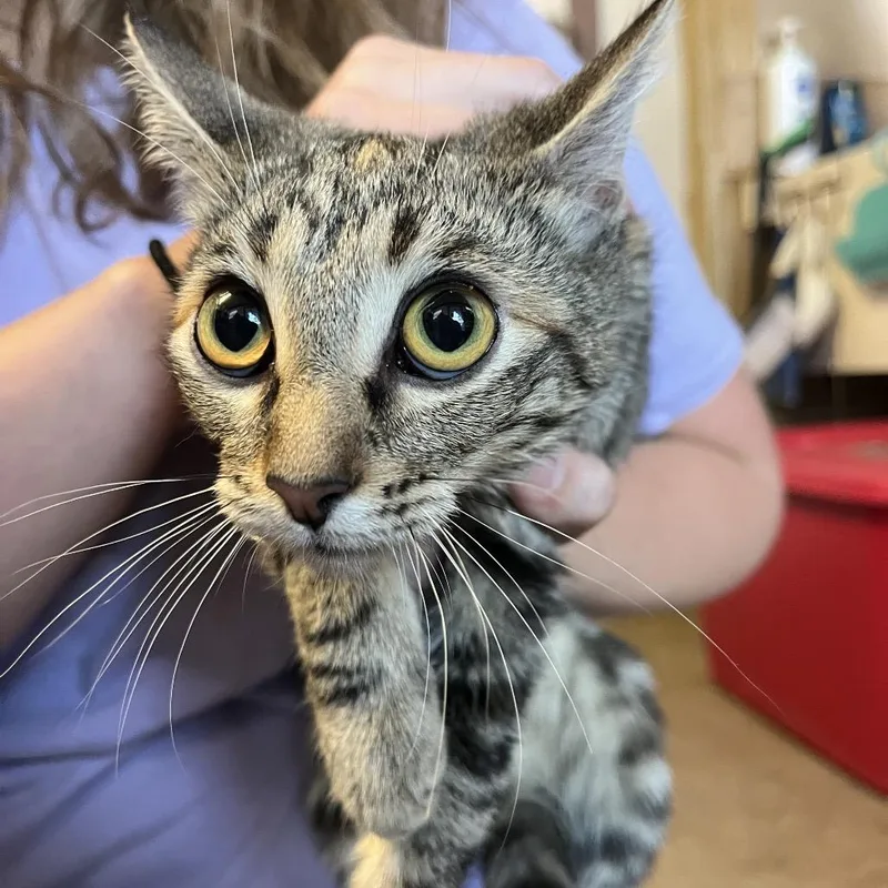 A young small-sized female Brown / Chocolate Domestic Short Hair cat named Necktie for adoption in Stephenville, TX