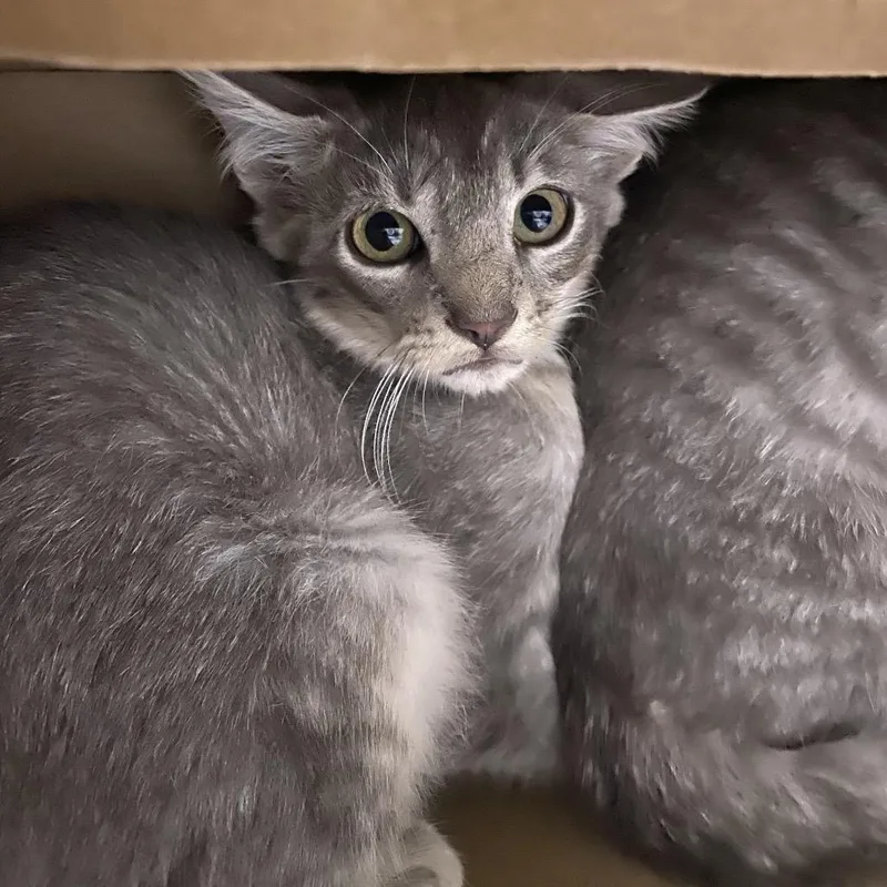 A baby small-sized male Gray / Blue / Silver Domestic Short Hair cat named Ozzy for adoption in Chattanooga, TN