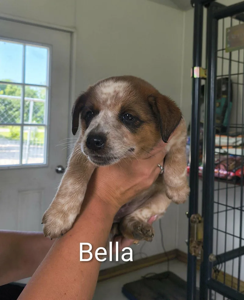 A baby large-sized female Shepherd dog named Bella for adoption in Stover, MO