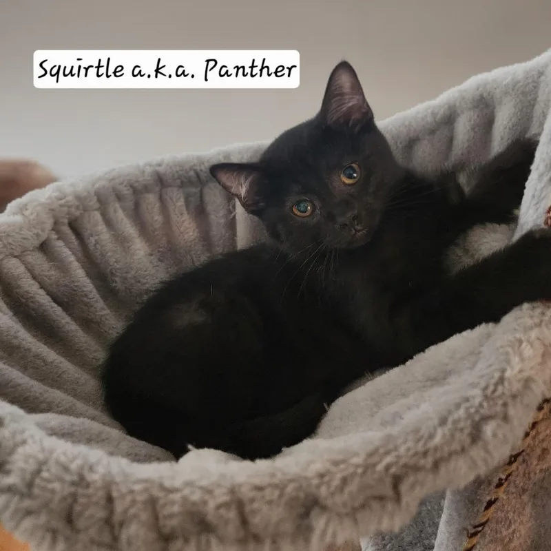 A baby small-sized male Black Domestic Short Hair cat named Squirtle for adoption in South Elgin, IL
