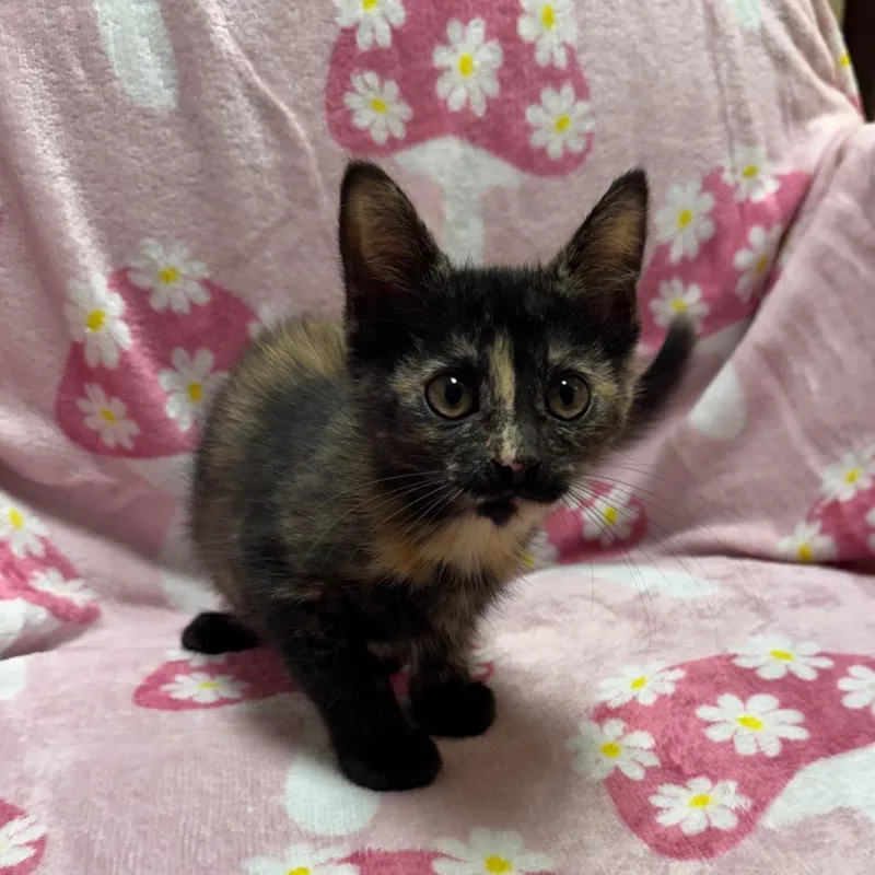 A baby small-sized female Tortoiseshell Domestic Medium Hair cat named Sierra for adoption in Kittanning, PA