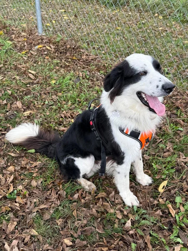 An adult medium-sized male Border Collie dog named Domino for adoption in Livonia, MI