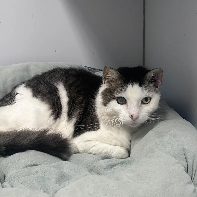 A senior large-sized male White Domestic Short Hair cat named Maddax for adoption in Philadelphia, PA