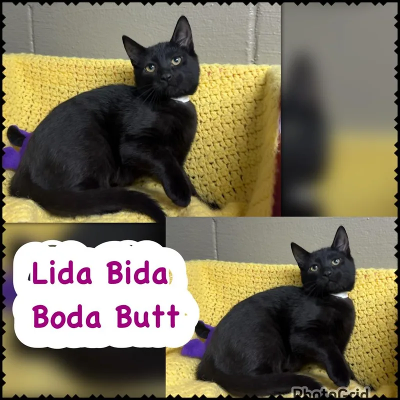 Lida Bida Boda Butt