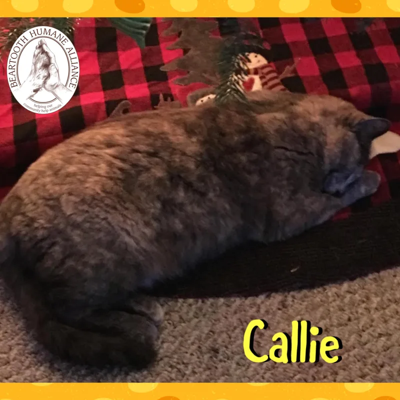 Callie thumbnail 2