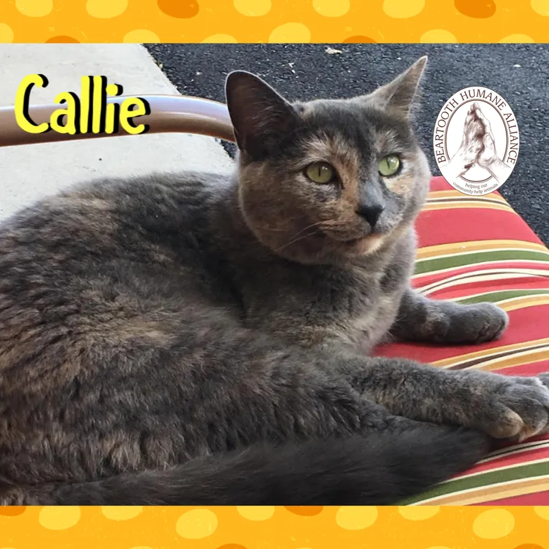 A senior medium-sized female Black Domestic Short Hair cat named Callie for adoption in Red Lodge, MT