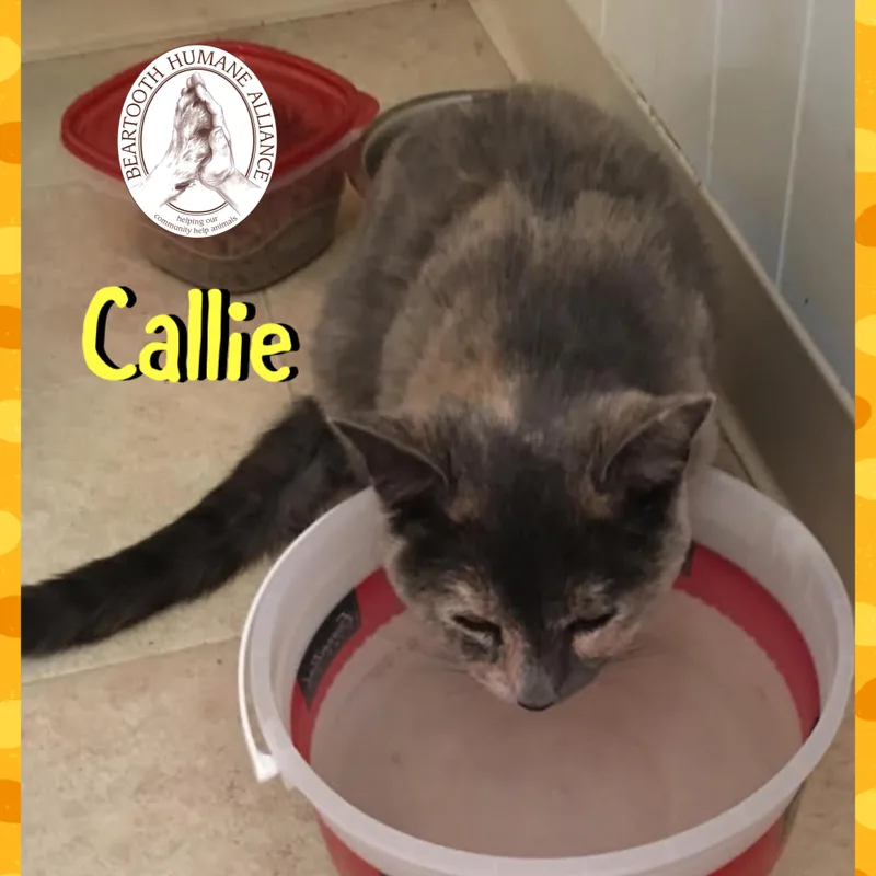 Callie thumbnail 3