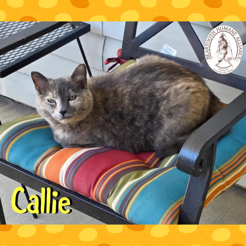 Callie thumbnail 4