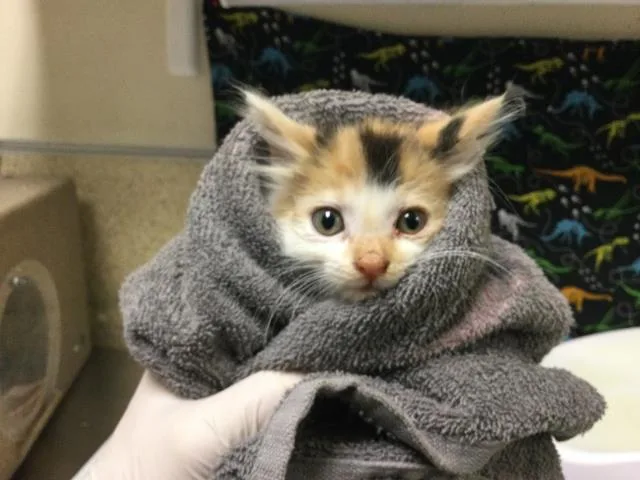 A baby small-sized female Domestic Short Hair cat named Thumbtack for adoption in Riverside, CA