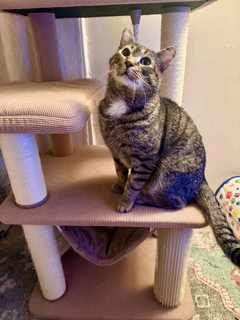 Charlie Brown thumbnail 2