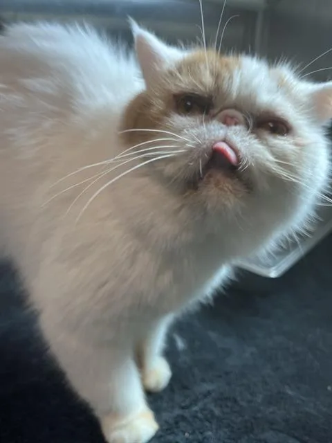 An adult small-sized female Persian cat named Saffron for adoption in Centerville, MA
