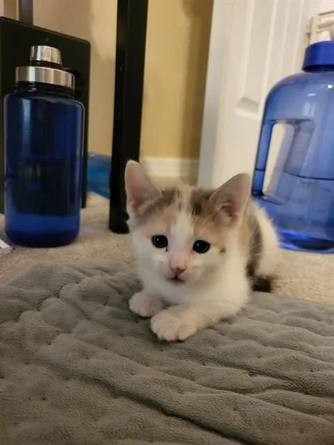 A baby medium-sized female Dilute Calico cat named Penny A for adoption in Plano, TX