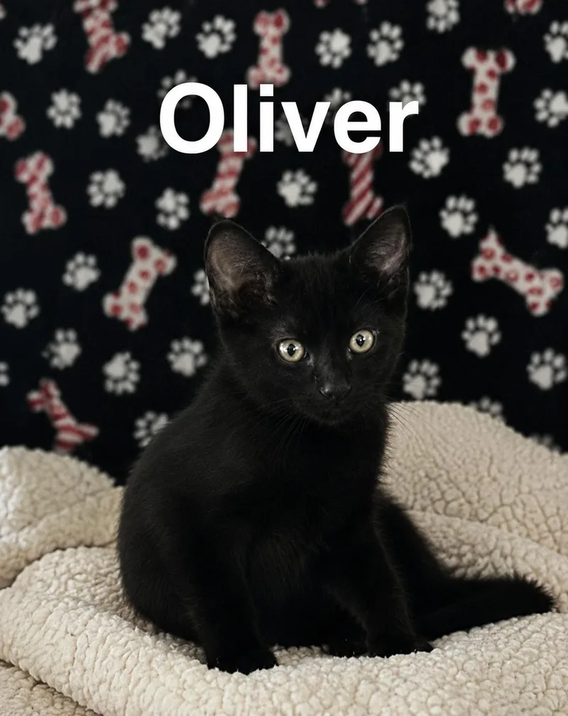 A baby medium-sized male Black Domestic Short Hair cat named Oliver for adoption in Wesley Chapel, FL