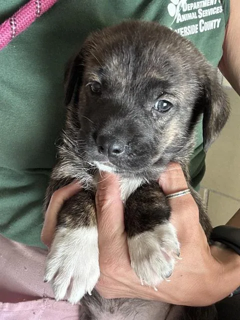 A baby small-sized female Shepherd dog named Doris for adoption in Riverside, CA