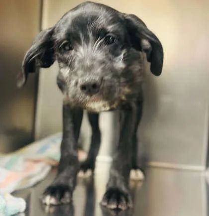 A baby small-sized female Mixed Breed dog named Danielle for adoption in West Chester, PA