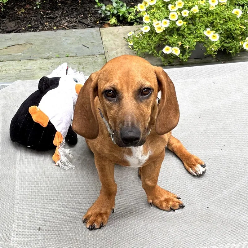 A young medium-sized female Yellow / Tan / Blond / Fawn Mixed Breed dog named Slinky for adoption in Skokie, IL