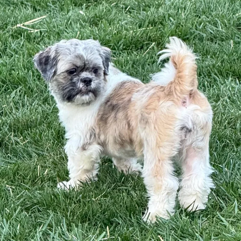 A young small-sized female Shih Tzu dog named Lizzy for adoption in Cincinnati, OH