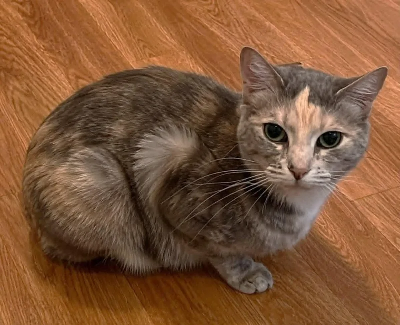 An adult medium-sized female Gray / Blue / Silver Domestic Short Hair cat named Lila for adoption in Pittsboro, NC
