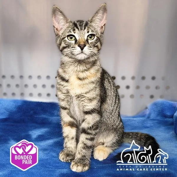 A baby small-sized female Domestic Short Hair cat named Princess Donut for adoption in Irvine, CA