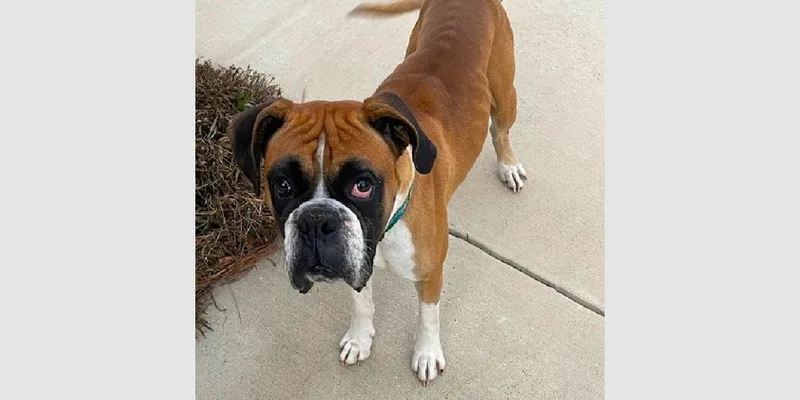 An adult medium-sized male Boxer dog named Guss II for adoption in Hewitt, TX