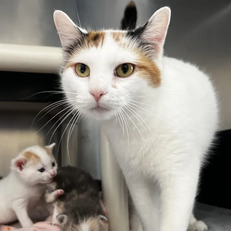 An adult small-sized female Calico Domestic Short Hair cat named Sally for adoption in Harrisville, WV