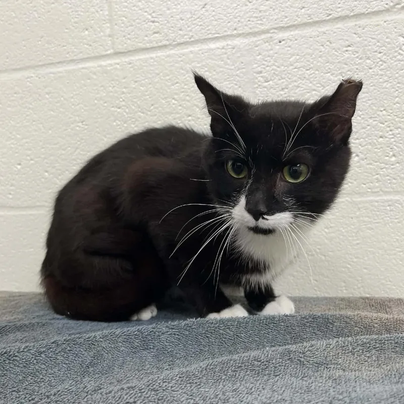 A young medium-sized male Black Domestic Short Hair cat named Kioshi for adoption in Lyndhurst, VA