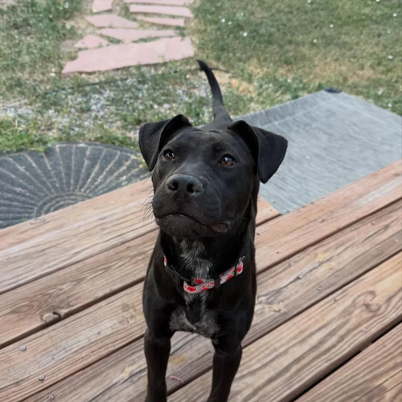 A baby medium-sized female Black Labrador Retriever dog named Sunny for adoption in Commerce City, CO