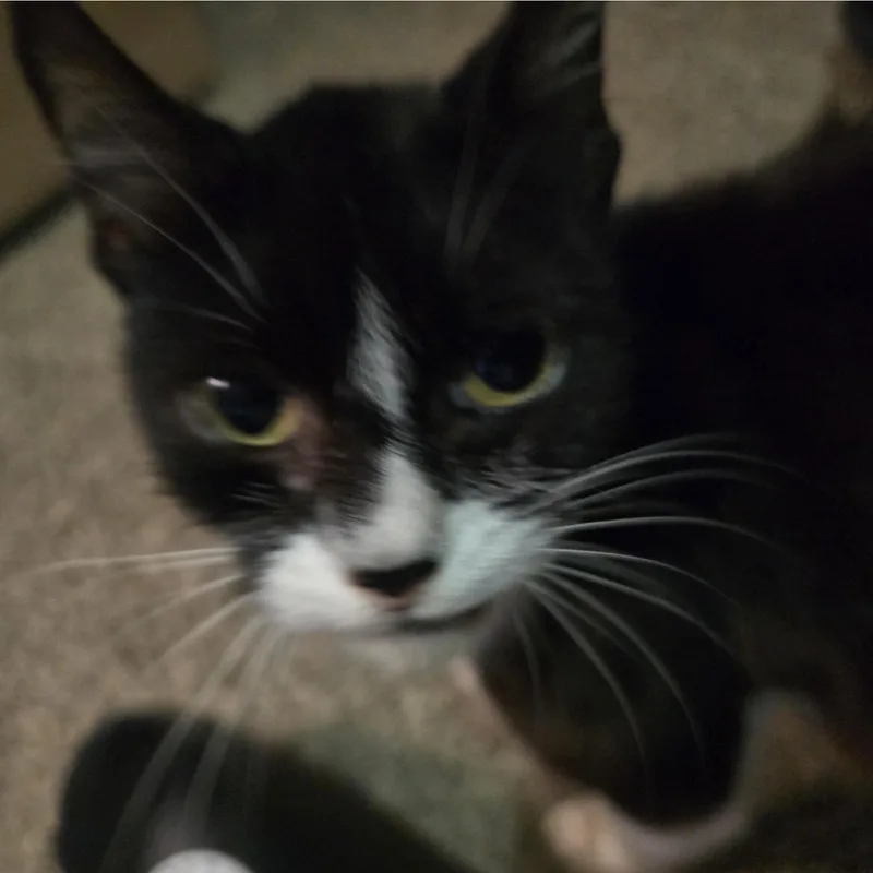 An adult medium-sized female Black & White / Tuxedo Domestic Short Hair cat named Milk Dud for adoption in Liverpool, TX