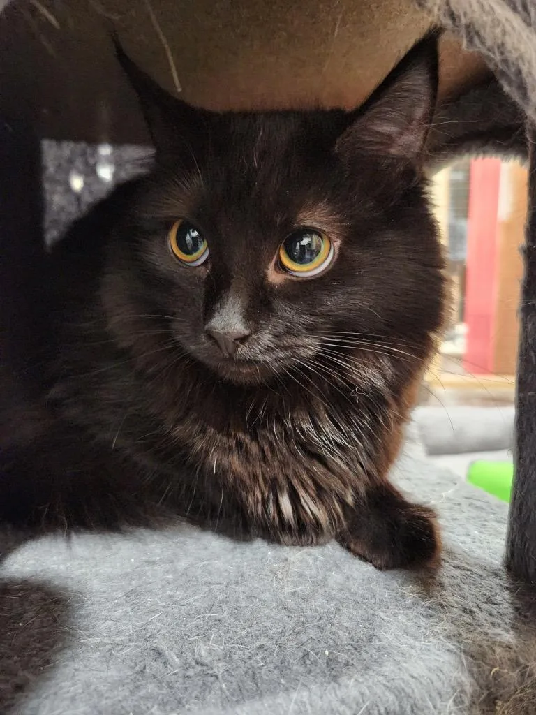 Artemis