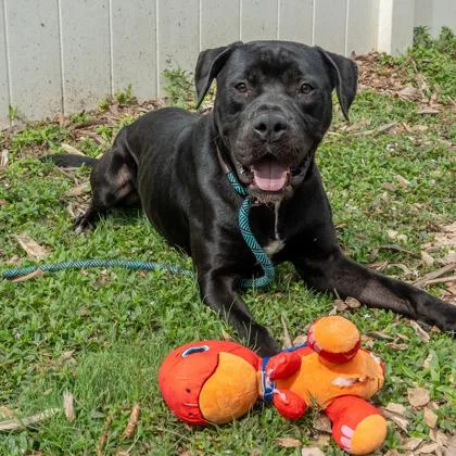 An adult large-sized male Mixed Breed dog named Jumu for adoption in Chamblee, GA