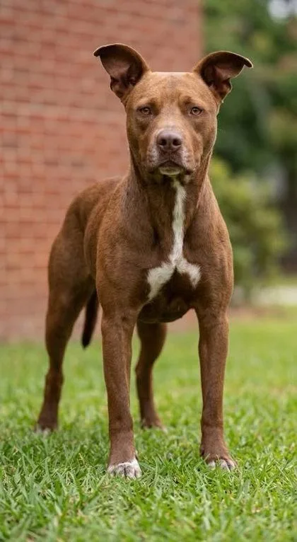 An adult medium-sized male Mixed Breed dog named Edward for adoption in Guntersville, AL