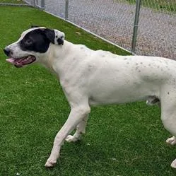 An adult medium-sized male German Shorthaired Pointer dog named Grumpy for adoption in Falls Church, VA