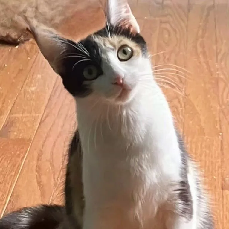An adult medium-sized female Calico Domestic Short Hair cat named Willow for adoption in Brownsboro, AL