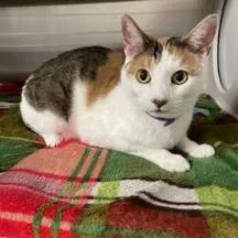 A senior medium-sized female White Domestic Short Hair cat named Sky for adoption in Austin, TX