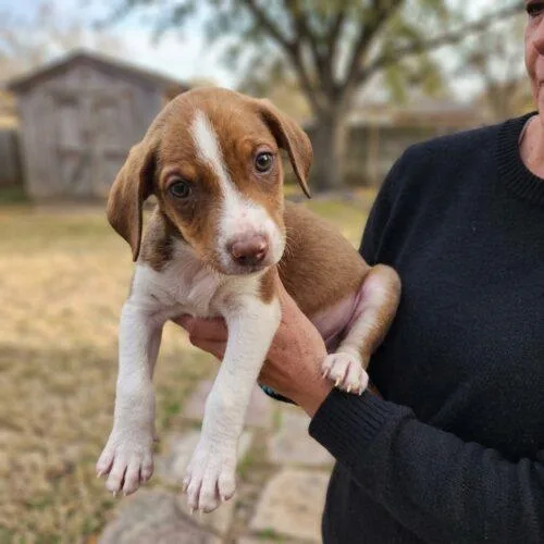 A baby small-sized male Beagle dog named Wilbur for adoption in Lincolnshire, IL