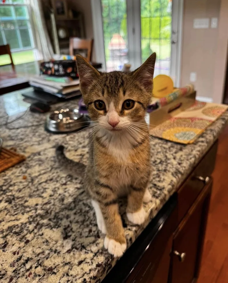 A baby medium-sized male Domestic Short Hair cat named Jackson for adoption in Rochester , NY