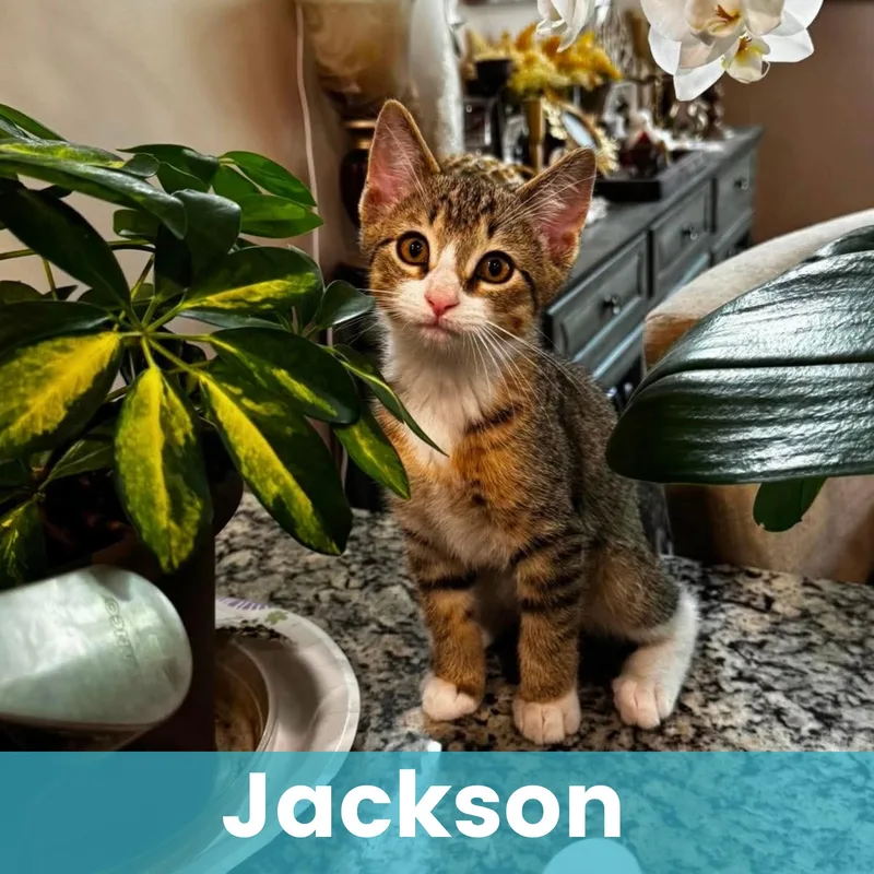 Jackson thumbnail 6