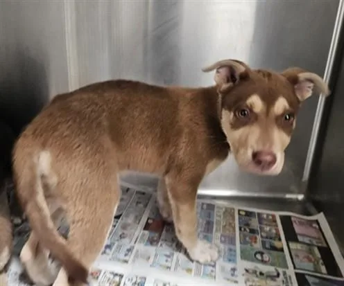 An adult medium-sized female Mixed Breed dog named Hazel for adoption in Los Angeles, CA
