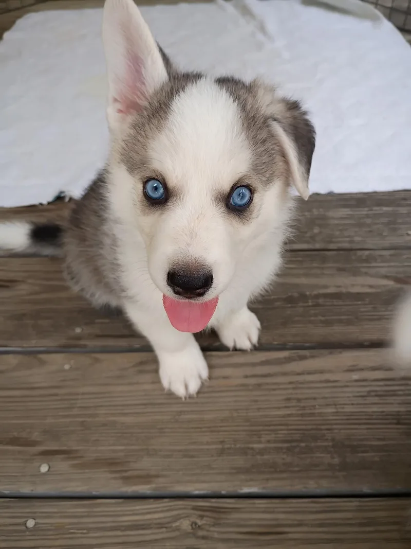 A baby medium-sized male Husky dog named Biscuit for adoption in Cherry Valley, MA