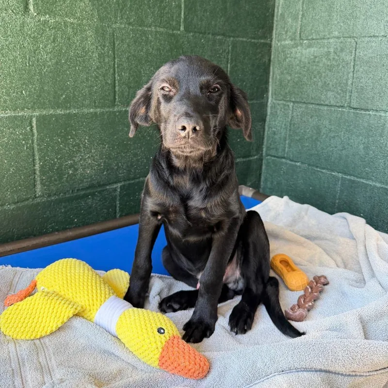 A baby small-sized male Labrador Retriever dog named Boo Boo for adoption in Carencro, LA